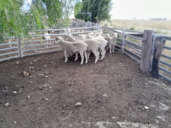 Wiltpoll Rams