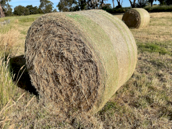 21 x Pasture Hay 5x4 Rolls