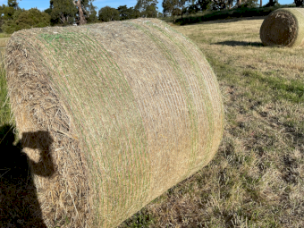 21 x Pasture Hay 5x4 Rolls