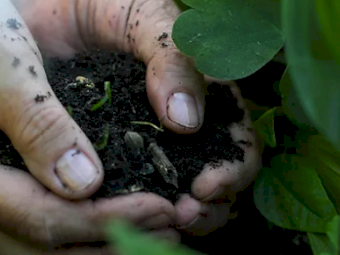 Worm Hit pellets - Bulk