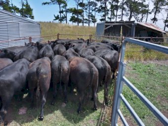 Certified Organic Angus Steers