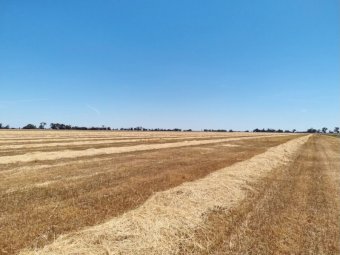 2 x B-Double Loads of Cereal and Rye Hay