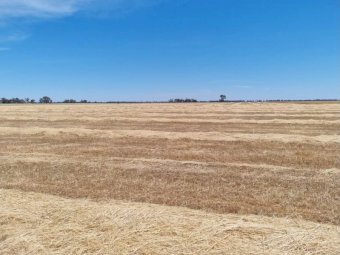 2 x B-Double Loads of Cereal and Rye Hay