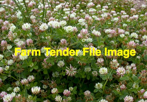 WANTED Crimson Clover Seed