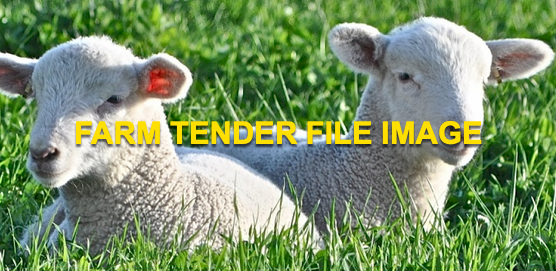 White Suffolk Lambs x 20