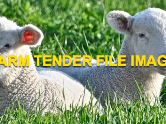 White Suffolk Lambs x 20