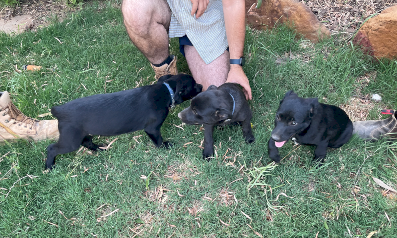 Pure Bred Kelpie Pups x 3
