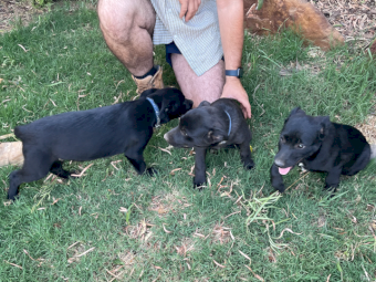 Pure Bred Kelpie Pups x 3
