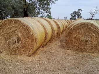 65 x Oaten Rolls 5x4 Rolls