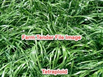 Annual Tetraploid Ryegrass