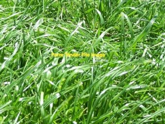 Italian Diploid Ryegrass