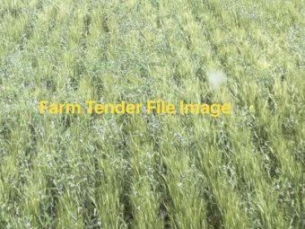 EOI on Feed Barley with Vetch in it.