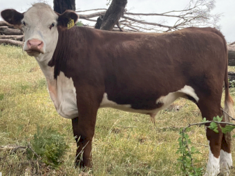 Poll Hereford Steers x 6