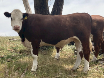 Poll Hereford Steers x 6
