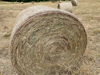 300 x Pasture Clover Hay 5x4 Round Bales