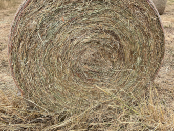 300 x Pasture Clover Hay 5x4 Round Bales