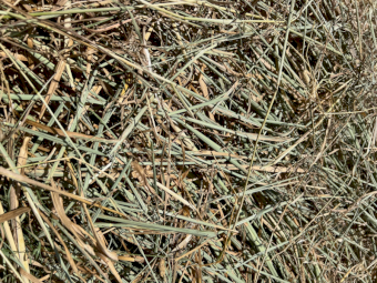 300 x Pasture Clover Hay 5x4 Round Bales