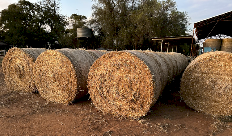 70 x Barley Straw 300kg 5x4 Bales