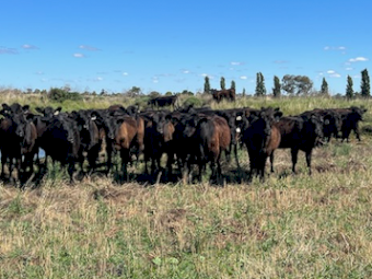 56 x Angus Heifers