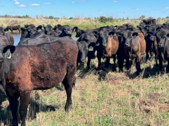 56 x Angus Heifers