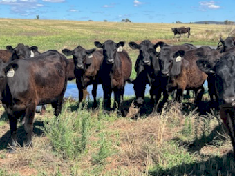56 x Angus Heifers