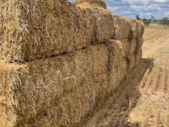 23/24 Season Wheaten Straw