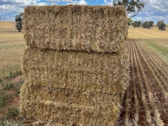 23/24 Season Wheaten Straw