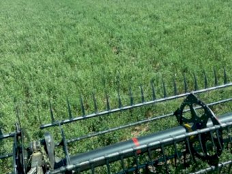 130 mt Lucerne /Clover Hay Mix