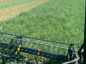 60 mt 2nd cut Lucerne