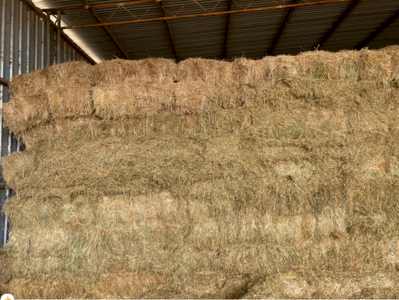 800 x Medic Clover Rye Grass and Pasture Hay Small Squares