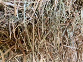 800 x Medic Clover Rye Grass and Pasture Hay Small Squares