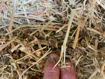 800 x Medic Clover Rye Grass and Pasture Hay Small Squares