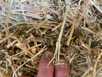 800 x Medic Clover Rye Grass and Pasture Hay Small Squares