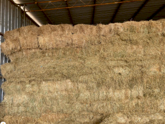 800 x Medic Clover Rye Grass and Pasture Hay Small Squares