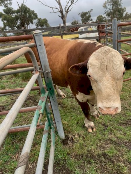 Hereford Bull