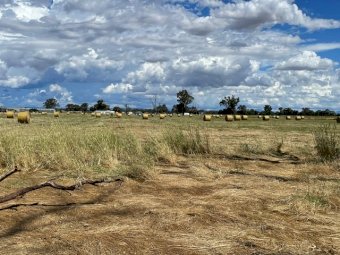 100 Rolls Pasture Hay