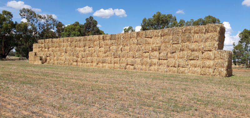 100 mt Oaten Hay with small percentage  of Ryegrass