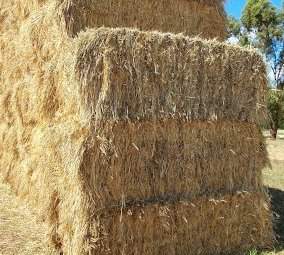 100 mt Oaten Hay with small percentage  of Ryegrass