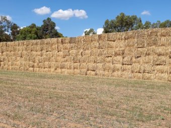 100 mt Oaten Hay with small percentage  of Ryegrass
