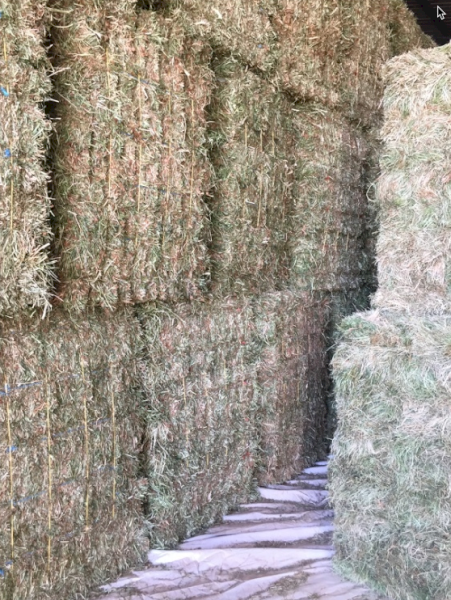 2000 x Clover Hay Small Squares in Barron Packs | Farm Tender