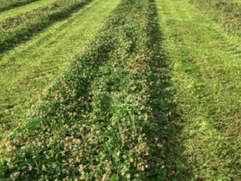 2000 x Clover Hay Small Squares in Barron Packs