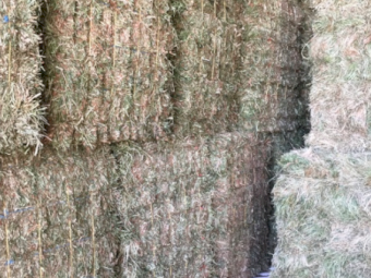 2000 x Clover Hay Small Squares in Barron Packs