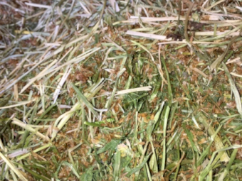 2000 x Clover Hay Small Squares in Barron Packs