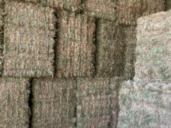 2000 x Clover Hay Small Squares in Barron Packs