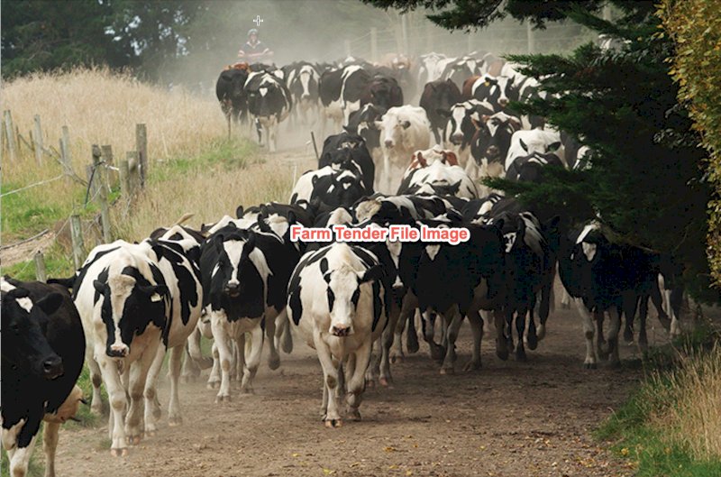 170  Dairy Cows
