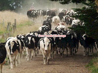 170  Dairy Cows