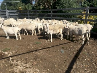 38 x Aussie White Ewes