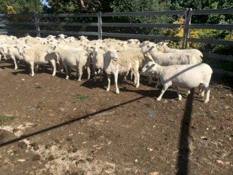 38 x Aussie White Ewes