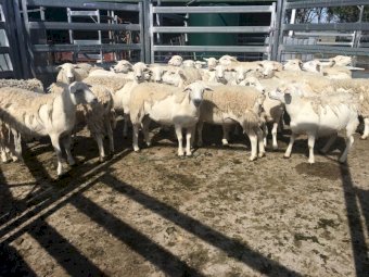 29 x Pure Aussie White Maiden Ewes in Lamb