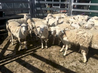 29 x Pure Aussie White Maiden Ewes in Lamb